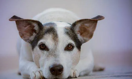 Dogs Give You Astrological Benefits Dogs Give You Astrological Benefits