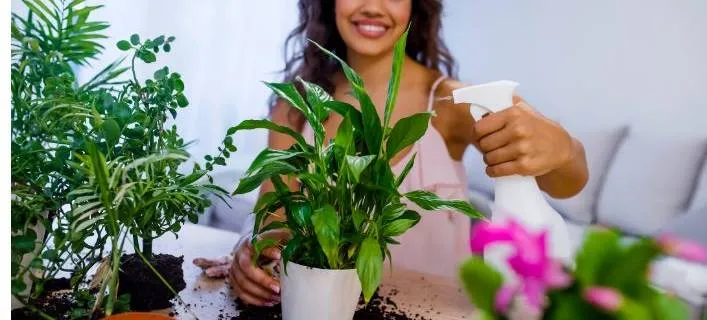 Spiritual plants Spiritual plants