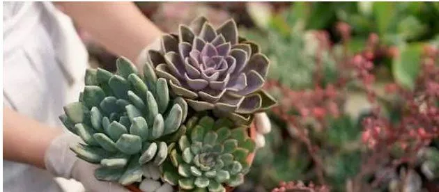 Why you should have plants at home Why you should have plants at home