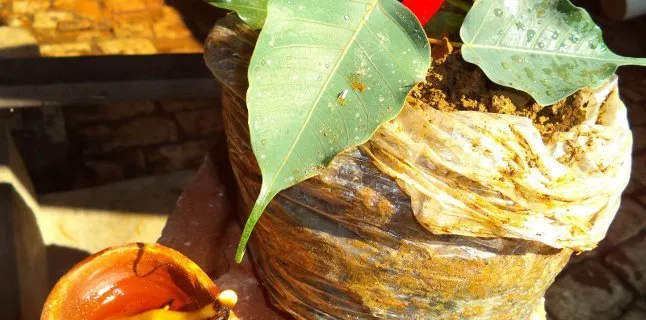 Totke for health and wealth Totke for health and wealth