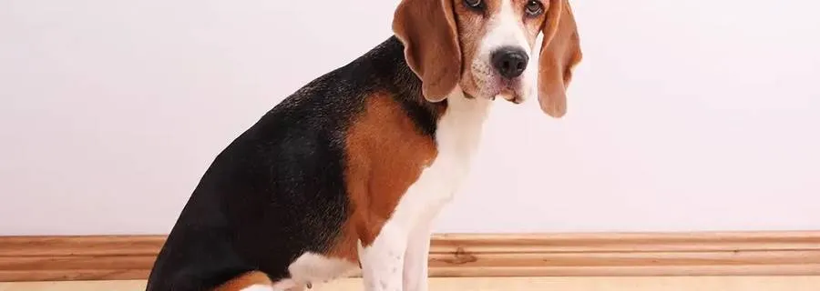 Dogs Dogs