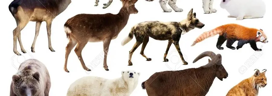 Introduction to Animals in Your Dreams Introduction to Animals in Your Dreams