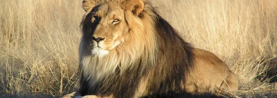 Lions Lions