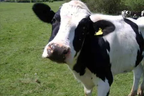 The Cow & The Calf